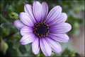 Osteospermum (&hellip;