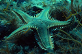 Astropecten pl&hellip;