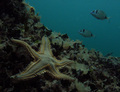 Astropecten sp&hellip;