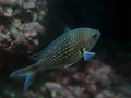Crnej (Chromis&hellip;