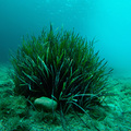 Posidonia ocea&hellip;