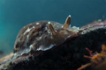 Dendrodoris gr&hellip;