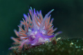 Flabellina aff&hellip;