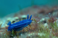 Hypselodoris o&hellip;