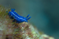 Hypselodoris o&hellip;