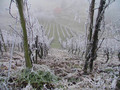 Zmrznuti vinog&hellip;
