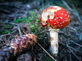 Red Mushroom o&hellip;