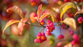 Euonymus europ&hellip;