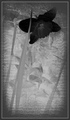 Black Spring F&hellip;
