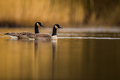 Branta canaden&hellip;