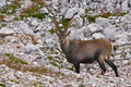Alpski kozorog&hellip;