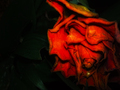 a rose