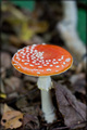 Amanita muscar&hellip;