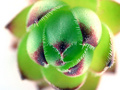 Sempervivum Te&hellip;