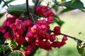 Euonymus europ&hellip;