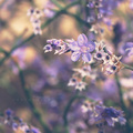 Soft purple