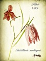 fritillaria me&hellip;