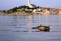 Delfini u Rovi&hellip;