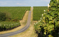 Baranjski vino&hellip;