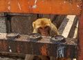 Monkey See Mon&hellip;