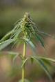 Cannabis sativ&hellip;