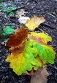 Autumn Leaves.&hellip;