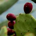  Opuntia ficus&hellip;