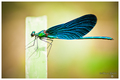 Calopteryx Vir&hellip;