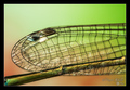 Damselfly wing&hellip;