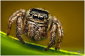 Jumping spider&hellip;