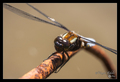 Libellula depr&hellip;