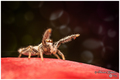 Salticidae jum&hellip;