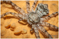 Philodromus ma&hellip;