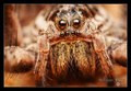 Wolf spider po&hellip;