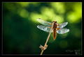 Dragonfly on t&hellip;