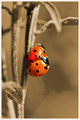 ladybugs in lo&hellip;