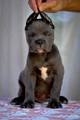 Cane Corso beb&hellip;