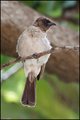 Bulbul (Pycnon&hellip;