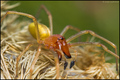 Cheiracanthium&hellip;
