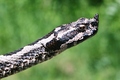 Vipera ammodyt&hellip;