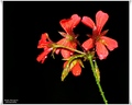 Pelargonium pe&hellip;