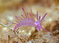 Flabellina aff&hellip;