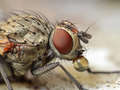 Muscid fly - C&hellip;