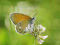 Coenonympha gl&hellip;