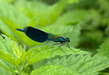 Calopteryx vir&hellip;