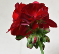 Pelargonija - &hellip;