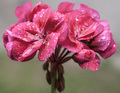 Pelargonija na&hellip;