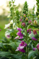 Digitalis - ot&hellip;