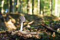 Coprinus picac&hellip;