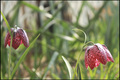 Fritillaria me&hellip;
